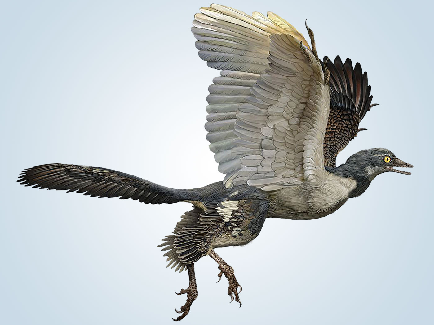 archaeopteryx evolution